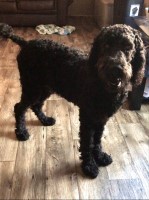 Damara Stacy - Poodle Standard Stud