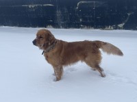 Cristal Ramirez - Golden Retriever Stud