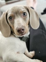 Sasha Gaponov - Dachshund Stud