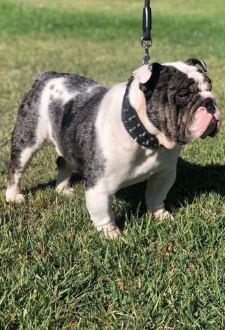 English Bulldog Stud 27425