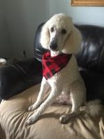 Sandra Durell - Poodle Standard Stud