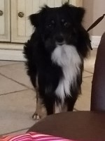 Melissa Clementson - Miniature Australian Shepherd Stud