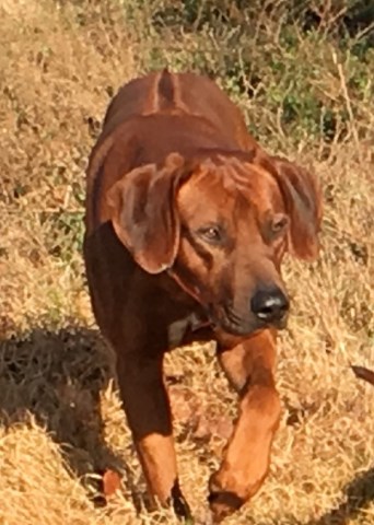 Rhodesian Ridgeback Breeder 23697