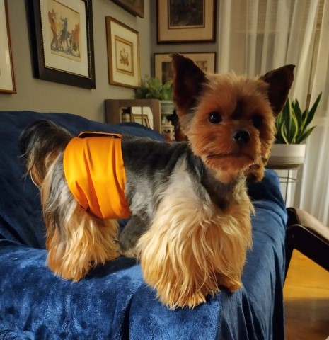 Yorkshire Terrier Stud 31042