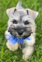 Smith Pets Golden Retriever breeder