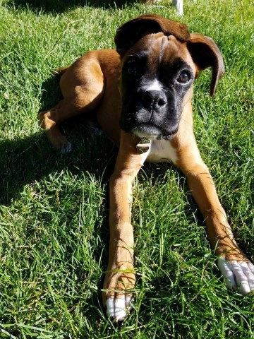 Boxer Breeder 27766