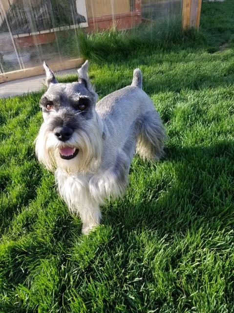 Standard Schnauzer Stud 26909