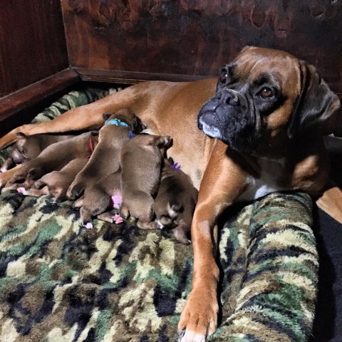 Boxer Breeder 25539