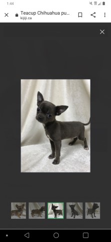 Chihuahua Stud 28830