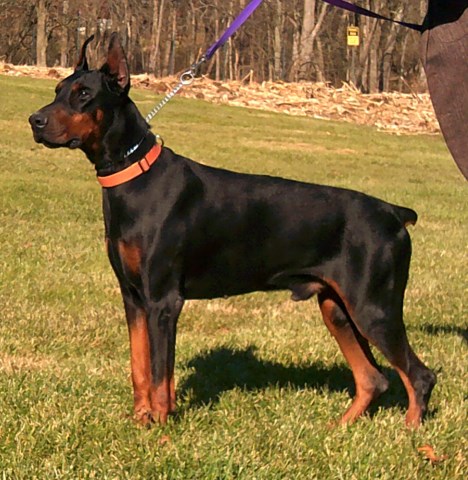 Doberman Pinscher Stud 27867