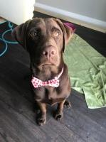 Morgan Wolf - Labrador Retriever Stud