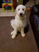 Chelsea - Goldendoodle Stud