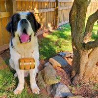Maggie Angle - Saint Bernard Stud