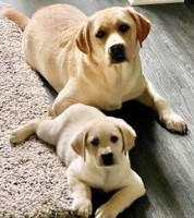 Tru-Heart Labradors Labrador Retriever breeder