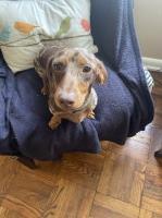 MaryAnn Maginnis - Dachshund Stud