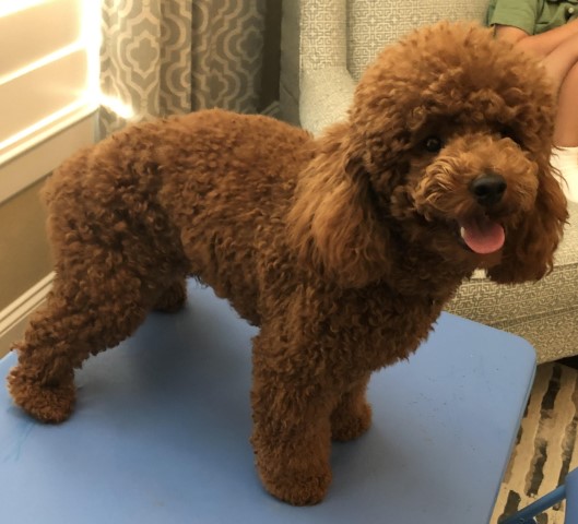 Poodle Miniature Stud 29591