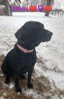 wood lake kennel Labrador Retriever breeder