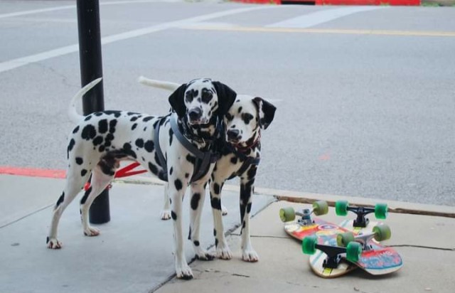 Sublime Dalmatians