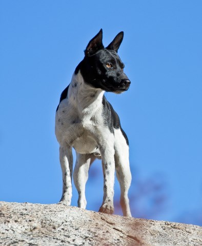 Rat Terrier Breeder 25945