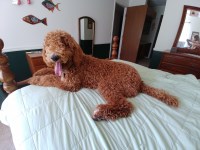 Barbara - Poodle Standard Stud