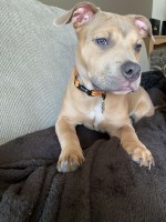 Marissa Peters - American Bulldog Stud