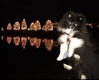 Selina Diaz - Pomeranian Stud