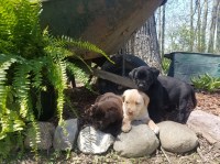 Ashton - Labrador Retriever Breeder Labrador Retriever breeder