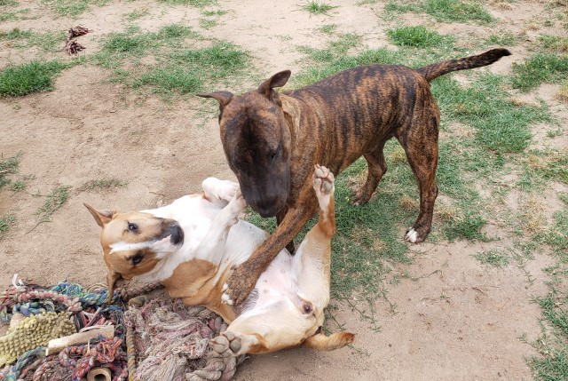 Bull Terrier Stud 28210