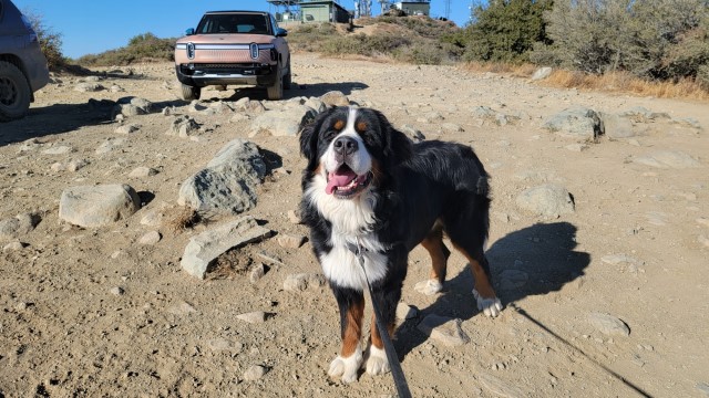 Bernese Mountain Dog Stud 29908