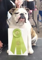 Ashber Farm English Bulldog breeder