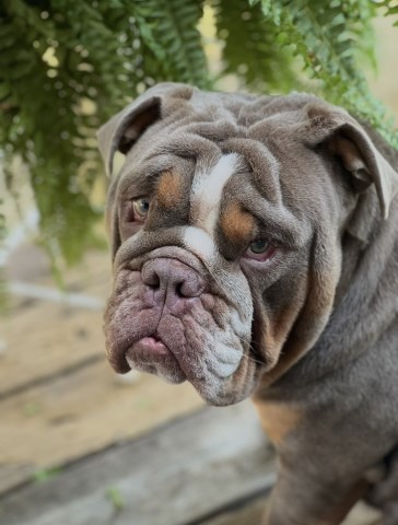 English Bulldog Stud 31983