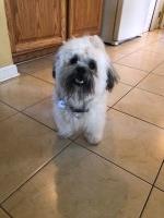 Olivia Orton - Shih Poo Stud