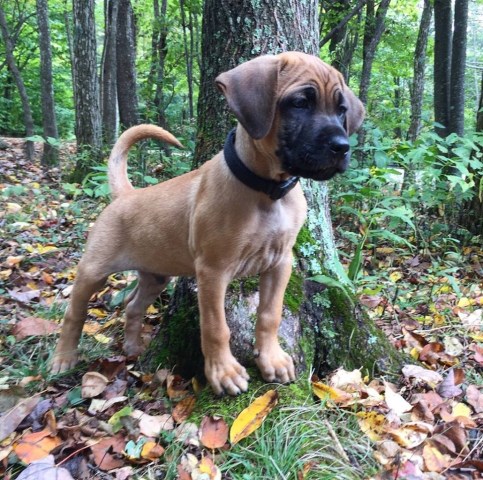 Givens black mouth sales cur