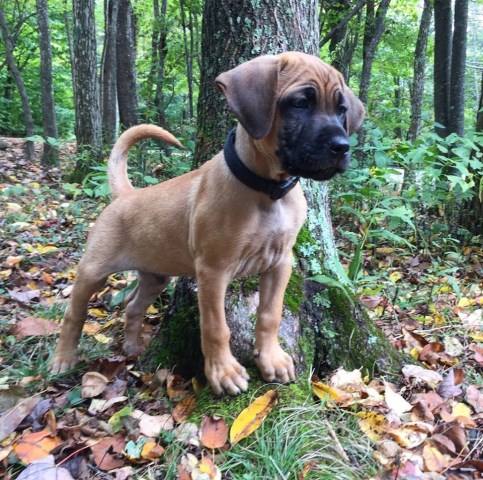 Black Mouth Cur Breeder 26324