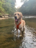 Frank Parker - Golden Retriever Stud