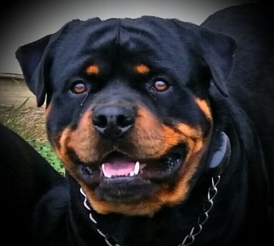 PVF Rottweilers