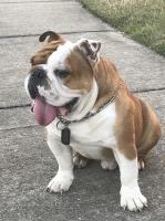 Mauricio Proano - English Bulldog Stud