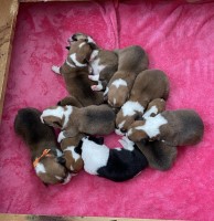 Western Star Corgis Pembroke Welsh Corgi breeder