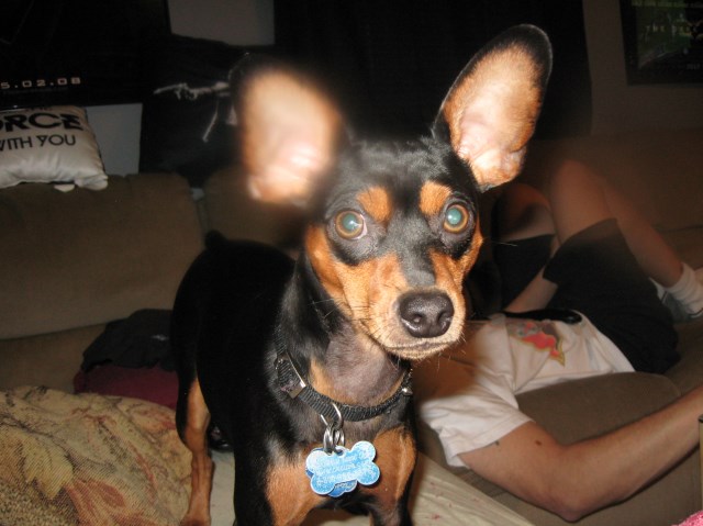 Miniature Pinscher Stud 25900