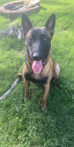 Malinois Stud 28685