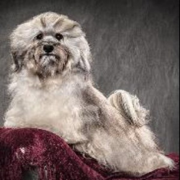 Havanese Breeder 25318