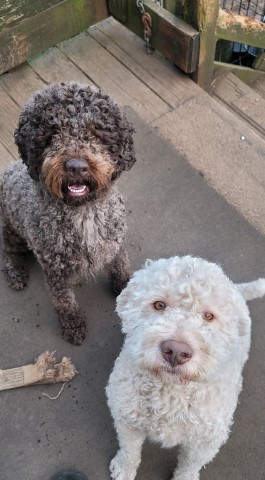 Akc,"LAGOTTO ROMAGNOLO" -Ancient Roman Purebred (Forerunner of the Poodle) DNA"clear" bred by Alsea Lagottos