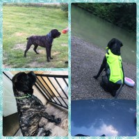 Windigo Cane Corso Cane Corso breeder