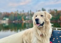 Allison - Golden Retriever Stud