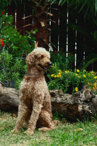 Poodle Standard Stud 29744