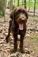 Divine Doodles and Poodles Poodle Standard breeder