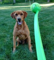 Bobbie Shepherd - Labrador Retriever Stud