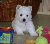 Gap Kennels West Highland White Terrier breeder