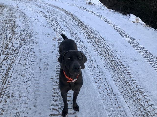 Weimaraner Stud 28487