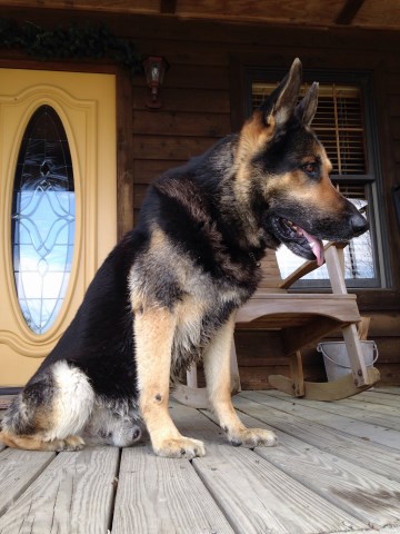 German Shepherd Dog Stud 26304